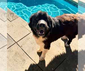 Mutt Dog for Adoption in Vail, Arizona USA