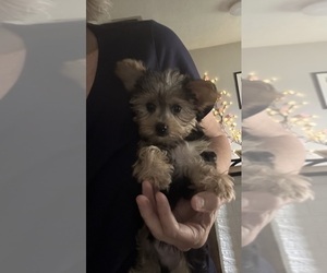 Morkie Puppy for sale in VIRGINIA BEACH, VA, USA