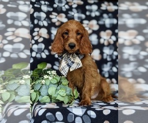 Cavapoo Puppy for sale in STEVENS, PA, USA
