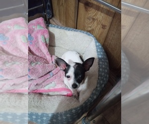 Medium Chihuahua
