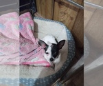 Puppy 1 Chihuahua