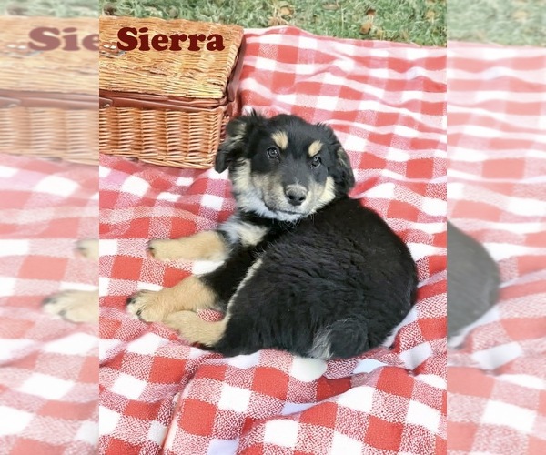 Medium Photo #19 Australian Shepherd Puppy For Sale in WILLIAMS, AZ, USA