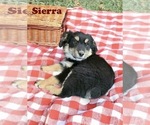 Small Photo #19 Australian Shepherd Puppy For Sale in WILLIAMS, AZ, USA