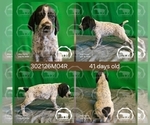 Small #3 German Shorthaired Pointer