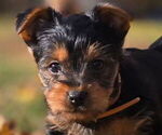 Puppy Brown Yorkshire Terrier