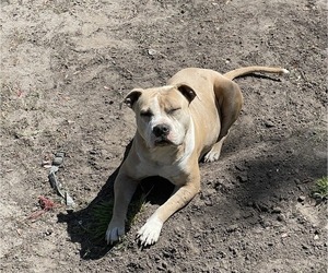 Mother of the American Bully puppies born on 04/30/2024