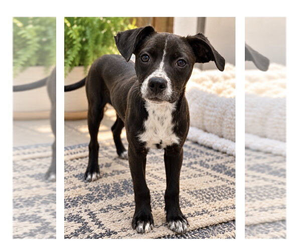 Medium Photo #1 Mutt Puppy For Sale in Mooresville, NC, USA