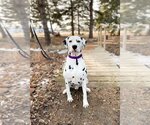 Small Photo #1 Dalmatian Puppy For Sale in Fargo, ND, USA
