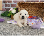 Small #2 Golden Retriever