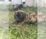 Puppy Moose Tracks Mastiff