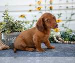 Small #1 Dachshund
