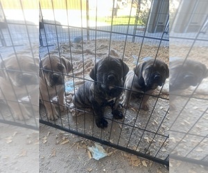 Boerboel-Cane Corso Mix Litter for sale in NEW CANEY, TX, USA
