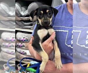 Miniature Pinscher Dogs for adoption in Claremore, OK, USA