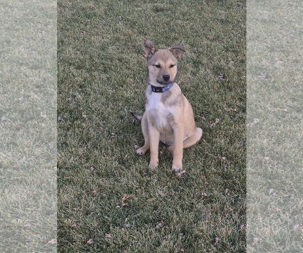 Medium Photo #4 Mutt Puppy For Sale in Sandy, UT, USA