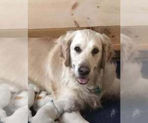 Mother of the Golden Retriever puppies born on 05/16/2023