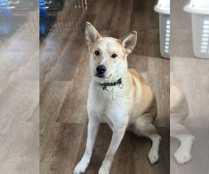 Gator - Male Samoyed-Siberian Husky Mix Dog for Adoption - Photo #5