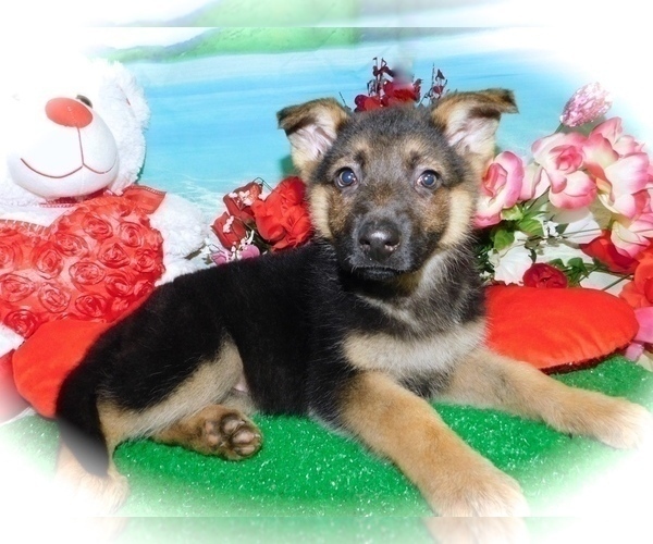 Medium Photo #2 German Shepherd Dog Puppy For Sale in HAMMOND, IN, USA