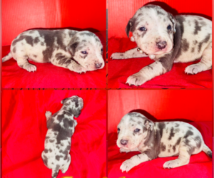 American Pit Bull Terrier Puppy for sale in TRENTON, NJ, USA