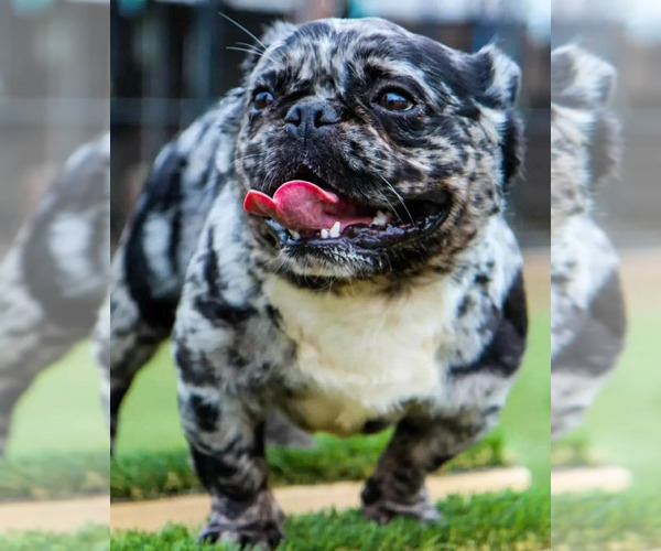 Medium Photo #1 French Bulldog Puppy For Sale in LA VERGNE, TN, USA
