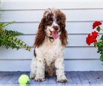 Small #2 Cockapoo