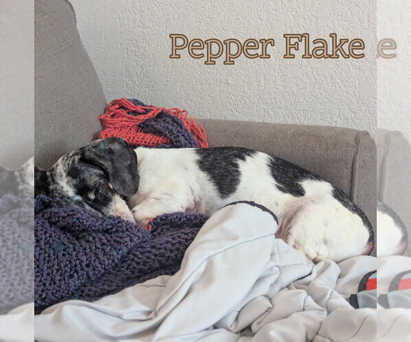 Medium Photo #2 Dachshund Puppy For Sale in San Antonio, TX, USA