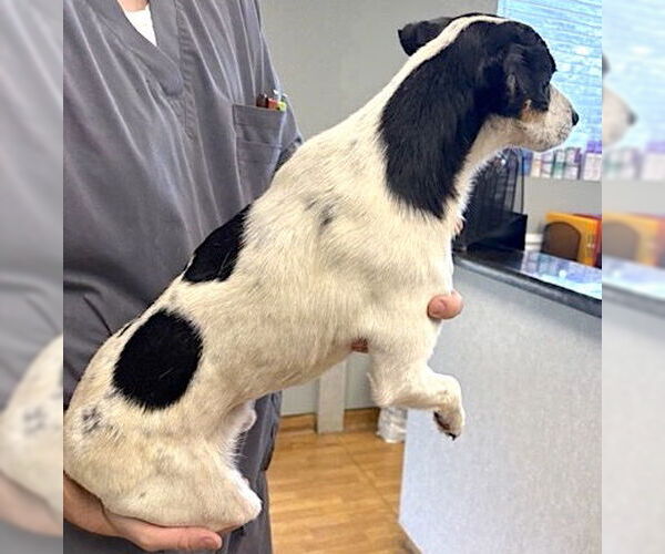 Medium Photo #3 Rat Terrier-Unknown Mix Puppy For Sale in Mount Airy, NC, USA