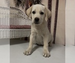 Puppy Buck Labrador Retriever
