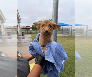 German Shepherd Dog-Unknown Mix Dogs for adoption in Corpus Christi, TX, USA