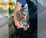 Small Photo #2 Yorkshire Terrier Puppy For Sale in RIVERSIDE, CA, USA