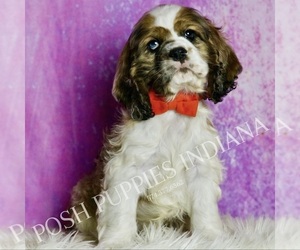 Medium Cocker Spaniel