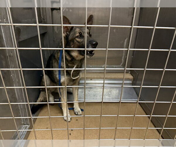 Medium Photo #1 German Shepherd Dog-Unknown Mix Puppy For Sale in Martinez, CA, USA