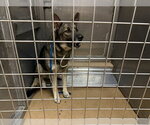 Small German Shepherd Dog Mix