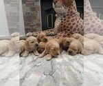 Small #10 Golden Retriever