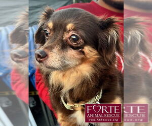 Chiranian Dogs for adoption in Marina del Rey, CA, USA