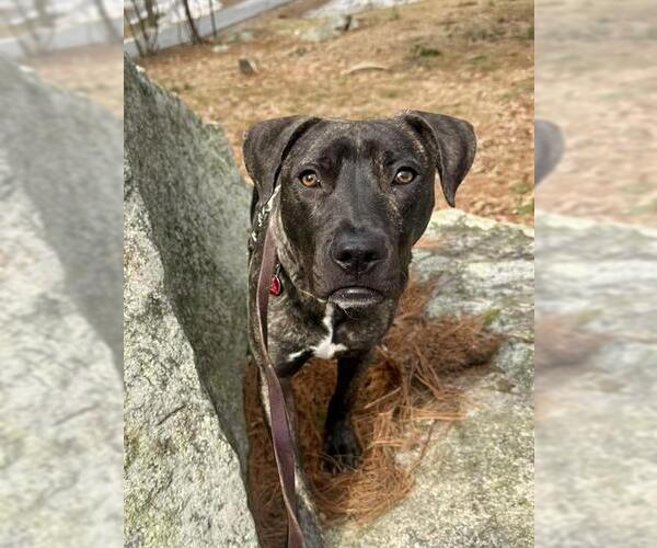 Medium Photo #1 Plott Hound-Unknown Mix Puppy For Sale in Dedham, MA, USA