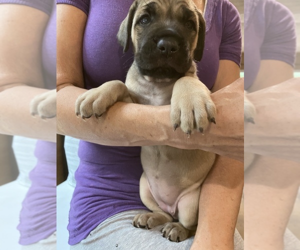 Medium Photo #1 Cane Corso Puppy For Sale in CLEARWATER, FL, USA