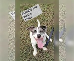 Small Mutt