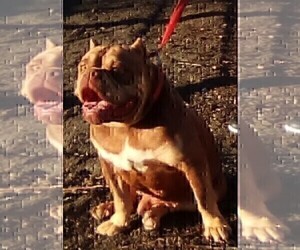 Father of the American Bully puppies born on 07/16/2024