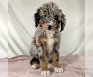 Bernedoodle Puppy for sale in FREDONIA, PA, USA