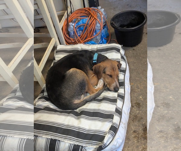 Medium Photo #3 Mutt Puppy For Sale in Uwchlan, PA, USA