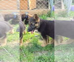 Small #5 German Shepherd Dog