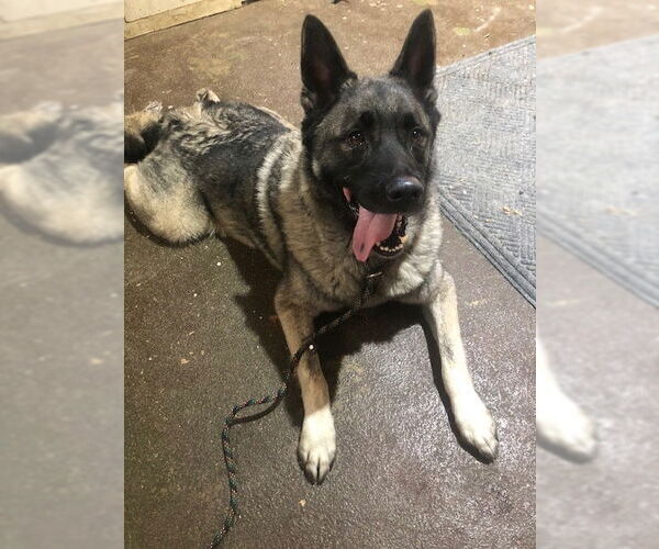 Medium Photo #7 Akita-Norwegian Elkhound Mix Puppy For Sale in Doylestown, PA, USA