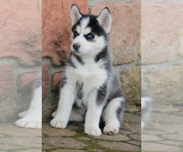 Medium Photo #4 Siberian Husky Puppy For Sale in STEVENS, PA, USA