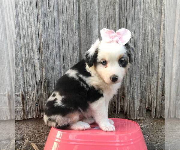 Medium Photo #3 Australian Shepherd Puppy For Sale in HAVEN, KS, USA
