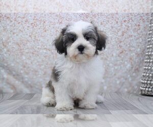 Shih-Poo Puppy for sale in MARIETTA, GA, USA