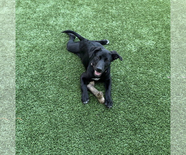 Medium Photo #2 Labrador Retriever-Unknown Mix Puppy For Sale in Fort Worth, TX, USA