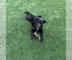 Small #1 Labrador Retriever Mix
