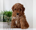 Small Goldendoodle (Miniature)