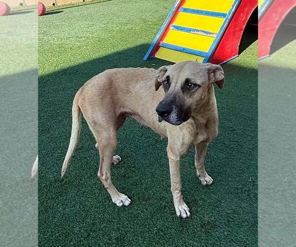Medium Photo #6 Black Mouth Cur-Unknown Mix Puppy For Sale in Rockwall, TX, USA