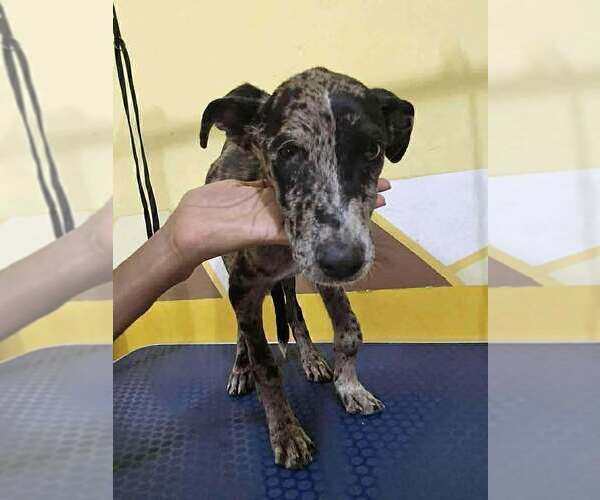 Medium Photo #2 Mutt Puppy For Sale in New York, NY, USA